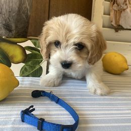 Boy 4 - Apricot and white male Cavachon puppy in Kerrville, Texas from Blount pups