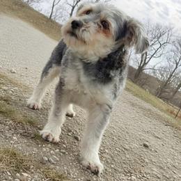 Ruthie - Havanese