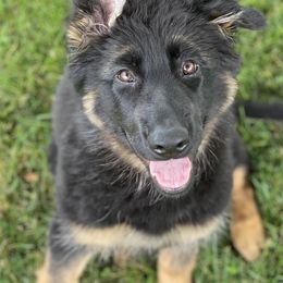 German Shepherds from Dark Star Shepherds