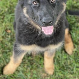 German Shepherds from Dark Star Shepherds
