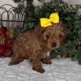 Deer Creek - Yellow Collar - Red female Cavapoo puppy in South Jordan, Utah from Simply Sweet Paws. LLC