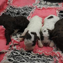 Girl 2 - female Lagotto Romagnolo puppy in Lake City, Michigan from Michigan Lagotto