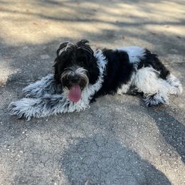 Tux - Australian Labradoodle