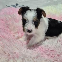 Yorkshire Terrier Puppies from Yorkie Tales