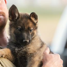 Sable Boy 2 - Sable male German Shepherd puppy in Rolling Hills, Wyoming from Wyohaus German Shepherds