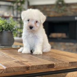 Miniature Schnauzer Puppies from JC miniature schnauzers