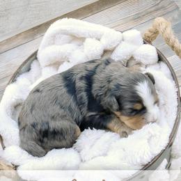 Martina - Merle female Bernedoodle puppy in Idaho Falls, Idaho from Idahome Doodle