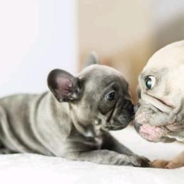 French Bulldogs from Top Paw Frenchies