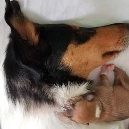 Collie Puppies from Whisper Collies