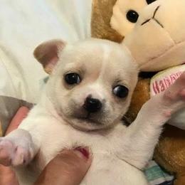 Chihuahua Puppies from Chilove Chihuahuas