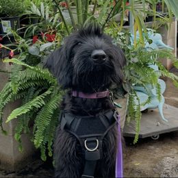 Giant Schnauzer puppies from Schnauzer Paw Homestead