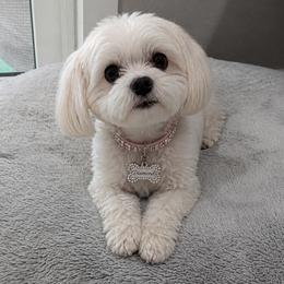 Diamond - Maltese