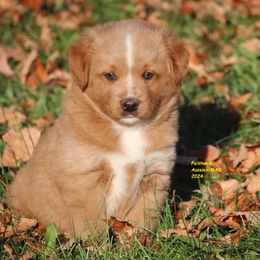 Wrecker - Miniature American Shepherd puppy from Faithwalk Aussies and Mini American Shepherds