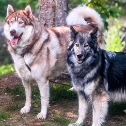 Native American Indian Dog puppies from Turtle Island NAIDs