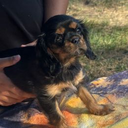 Ms. Princess - Black and tan female Cavalier King Charles Spaniel puppy in Beaverton, Oregon from Feray Valoir cavaliers