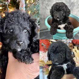 Fido - Cavapoo puppy from Cedar Sprout Puppies