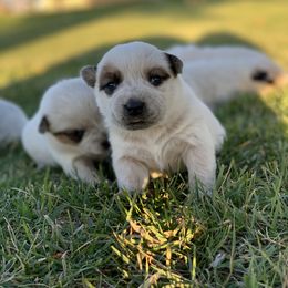 Australian Cattle Dog Puppies from Oakley ACDs