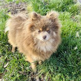 Clove - Lavender female Pomeranian puppy in Buck Valley, Pennsylvania from Buck Valley Pomeranians