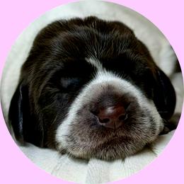 Girl 2 - Brown and gray female Wirehaired Pointing Griffon puppy in Milton, Florida from Dry Branch