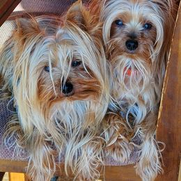 Yorkshire Terriers from Rolling Ridge Yorkies