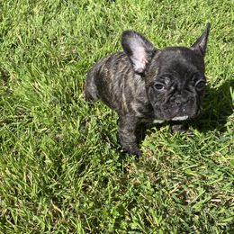 French Bulldog Puppies from Angie's French Bulldogs