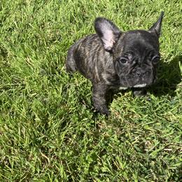 French Bulldog Puppies from Angie's French Bulldogs