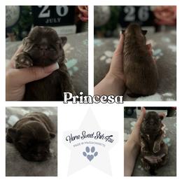 Shih Tzu Puppies from Home Sweet Shih Tzu