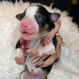 Mr. Grey - Black and white male Aussiedoodle puppy in Georgetown, Texas from Mc Doodles of Texas LLC