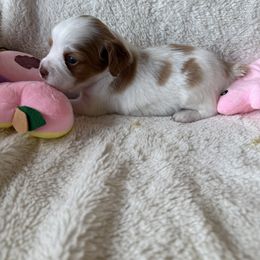 Girl 1 - female Brittany puppy in Maidens, Virginia from Labyrinth Brittanys