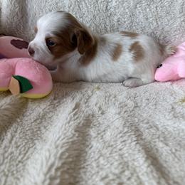 Girl 1 - female Brittany puppy in Maidens, Virginia from Labyrinth Brittanys