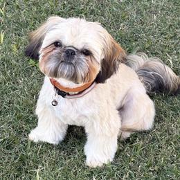 Juno Mars - Gold male Shih Tzu puppy in League City, Texas from Mosley Shih Tzu