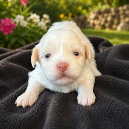 Blanca - White female Havanese puppy in Bealeton, Virginia from Sonny's Pups
