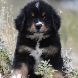 Bernese Mountain Dog, Golden Mountain Dog, and Golden Retriever Puppies from Grateful Bernese & Gage's Goldens