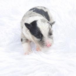 Bodhi - Blue merle male Miniature Australian Shepherd puppy in Louisville, Mississippi from Kristy’s Kennels