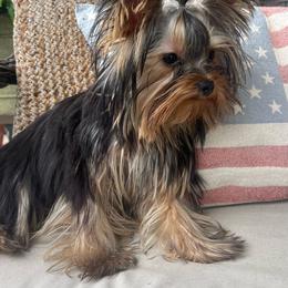 Chandler - AKC - Black and tan male Yorkshire Terrier puppy in Calhoun, Georgia from Peach State Yorkies