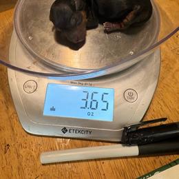 Beau - Black and gold male Yorkshire Terrier puppy in Phoenix, Arizona from Coursey’s Yorkies