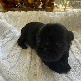 Blue Belle - Black female Shih Tzu puppy in Montgomery, Texas from Furbourne Farm