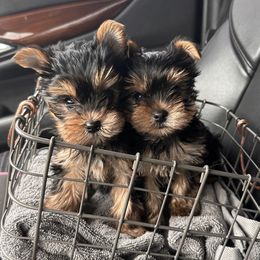 Yorkshire Terriers from Sparrow Yorkshire Terriers