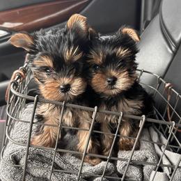 Yorkshire Terriers from Sparrow Yorkshire Terriers