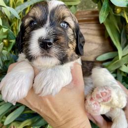 Tiki - Tri-color female Bernedoodle puppy in Superior, Arizona from Mountain Bridge Doodles