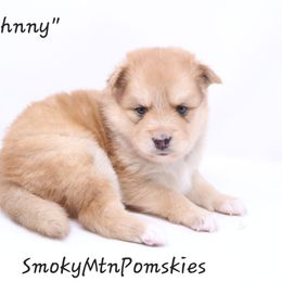 Johnny - Red and white male Pomsky puppy in Christiana, Tennessee from Smoky Mountain Pomskies