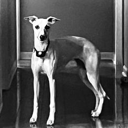 Whippet Puppies from Tigger’s Whippets
