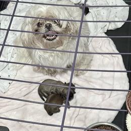 Boy 1 - Sable and white male Shih Tzu puppy in Kingsland, Georgia from Shih-Tzu Puppy Dynasty