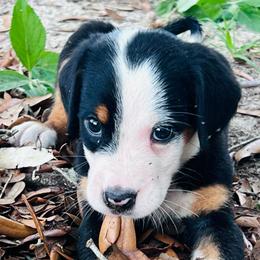 Hades  boy - Black, white and red male Greater Swiss Mountain Dog puppy in Gainesville, Florida from Ambermoon Kooikerhondje Blackamber Greater Swiss Mountain Dogs