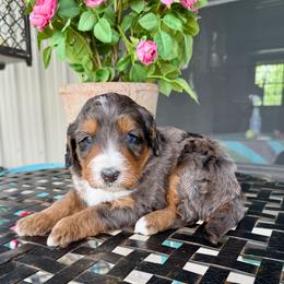 Isaac - Blue merle male Bernedoodle puppy in Bowling Green, Ohio from FDF Pyredoodles & Bernedoodles