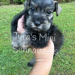 Boy 3 - Salt and pepper male Miniature Schnauzer puppy in Kentucky from Tyra's Mini Schnauzers