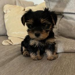 Velvet - Black and gold female Yorkshire Terrier puppy in Yuma, Arizona from Yuma Yorkie