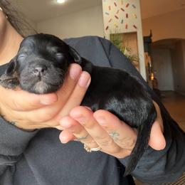 Abby (Pink) - Phantom female Bernedoodle puppy in Peoria, Arizona from Wroth's Paws