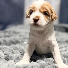 Fred-Etta - Red and white female Cockapoo puppy in Connersville, Indiana from MoonShine Babies