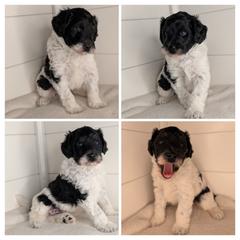 Green Boy, Wavy - Silver male Whoodle puppy in Kalispell, Montana from Countryman Whoodles